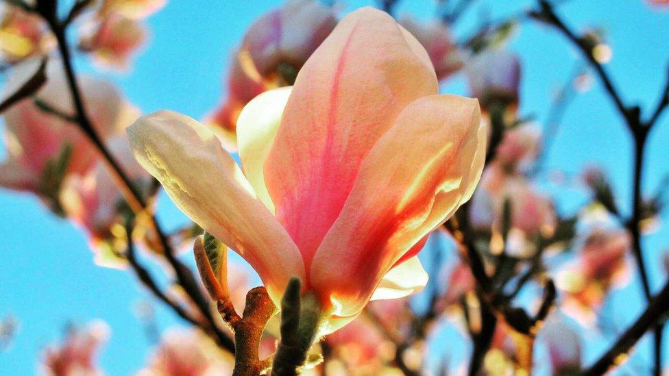 Magnolia blooming in the later afternoon Crowley sunshine