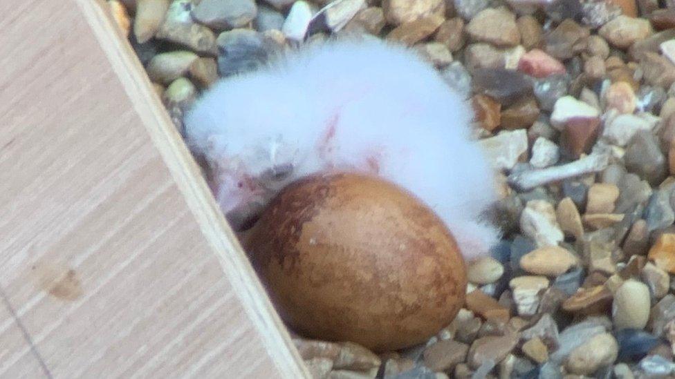 Peregrine chick on St Albans Cathedral