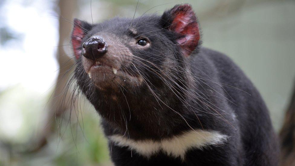 Tasmanian devil