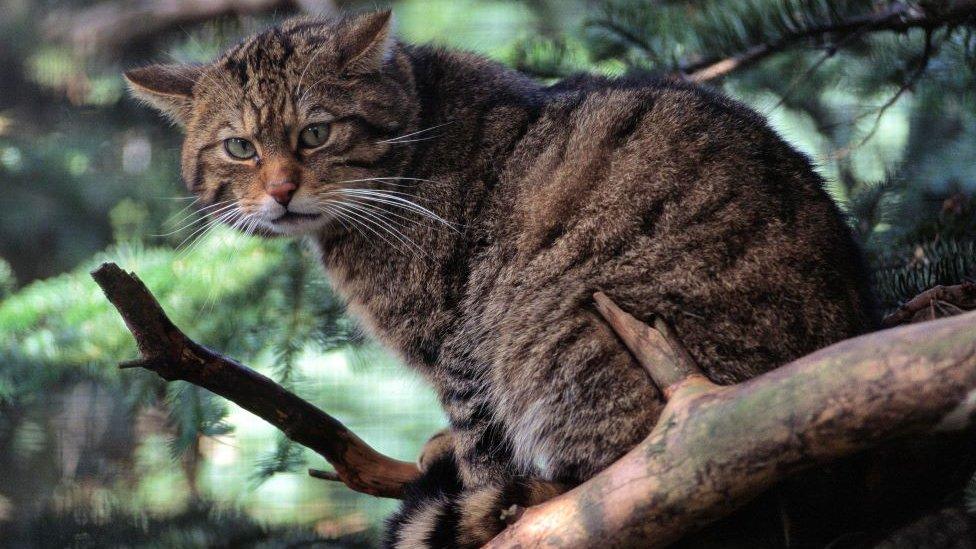 Scottish wildcat