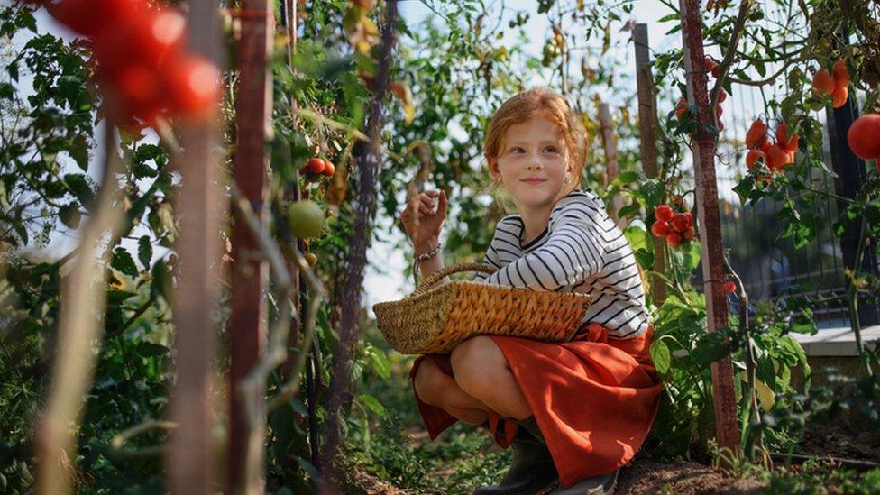 girl with tomato plants