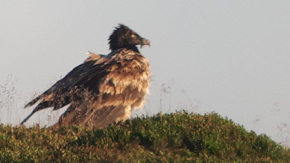 Bearded Vulture