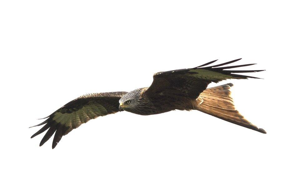 A red kite sighted over South Newington near Banbury