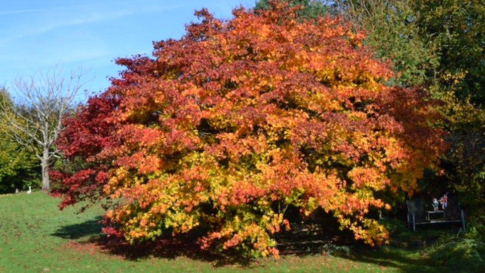 Japanese maple trees in Bridgend, snapped by Alison Nicholas