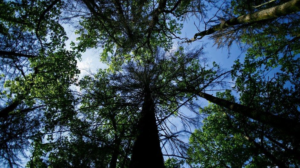 The sky is seen through trees at Bialowieza Forest