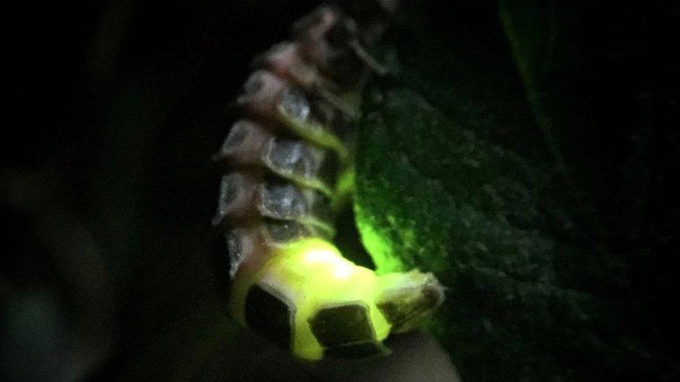 Glow-worm