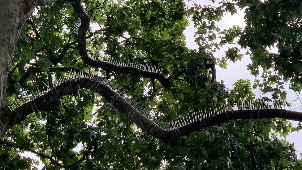 The tree and spikes