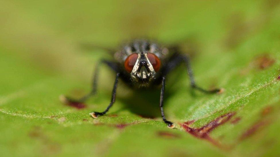 A fly on a leaf