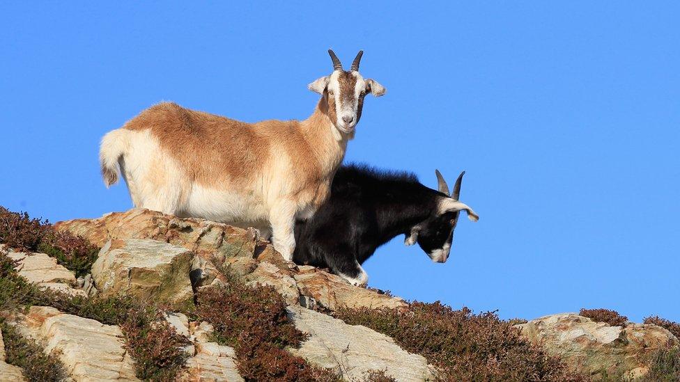 Two goats clamber along some rocky terrain.