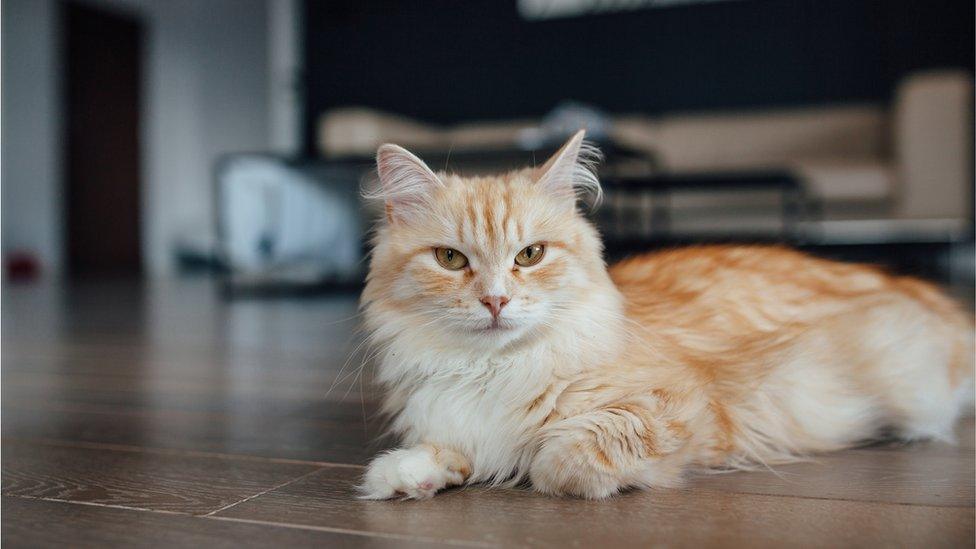 Cat on domestic floor