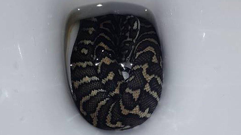 The carpet python curled up in the toilet bowl