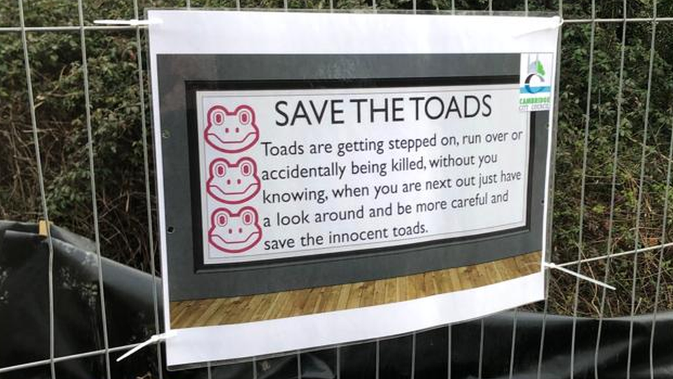 Save The Toads sign on a metal fence