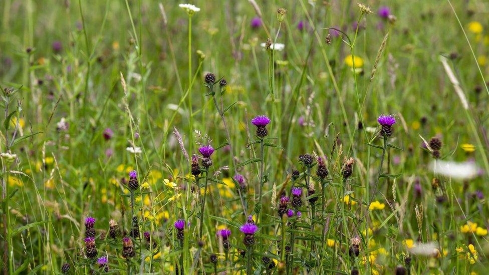 Wildflower meadow