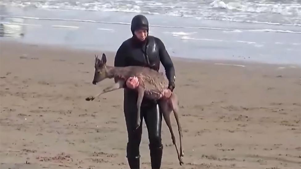 Paddleboarder carrying deer