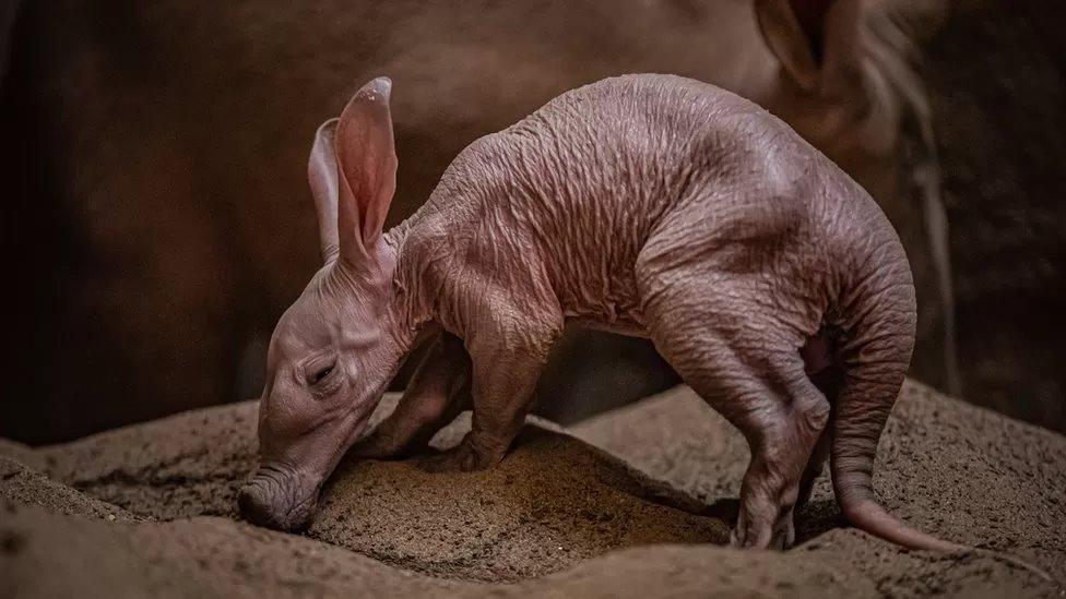 aardvark-baby.