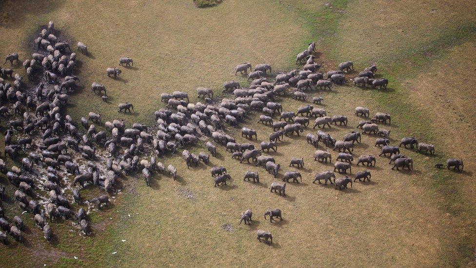 Aerial shot of a large herd of elephants in the Zakouma National Park in Chad