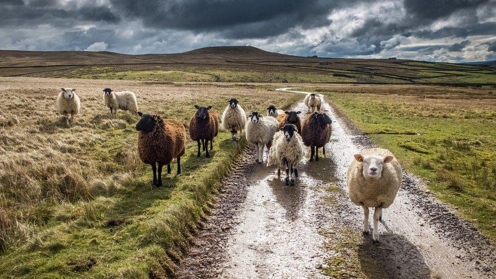 Sheep on track