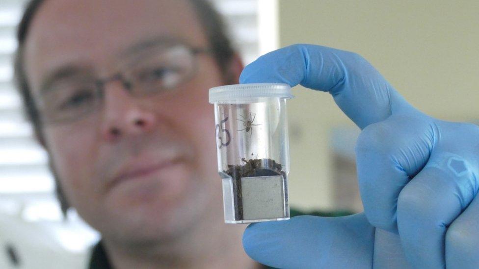 Curator of invertebrates, Mark Bushell with a spiderling