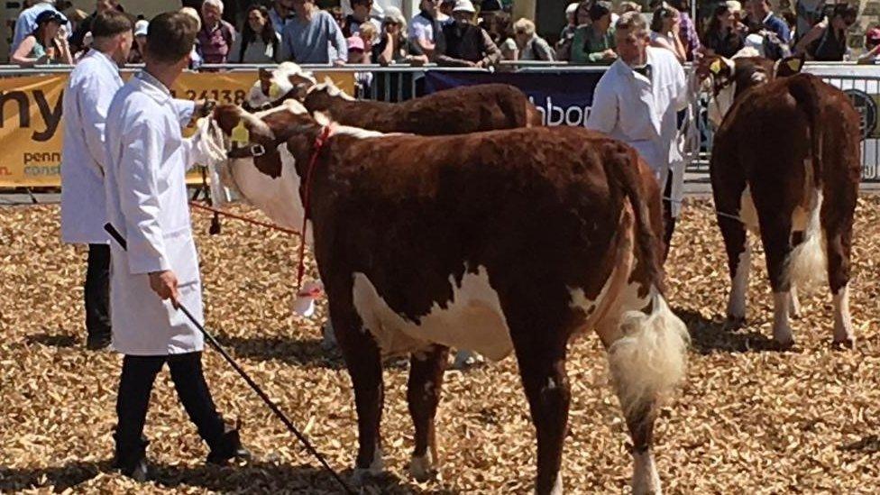 Cows on show with farmers wearing show white coats at the Royal Bath and West Show