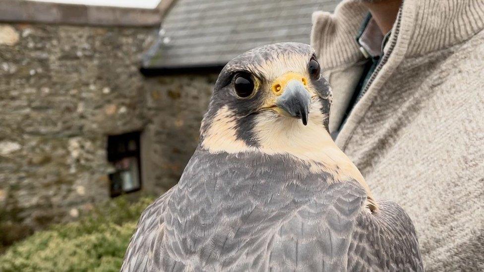 Peregrine Falcon