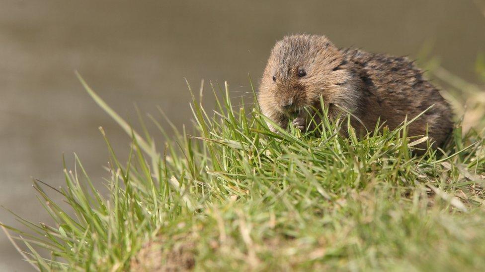 Water vole sat on a verge