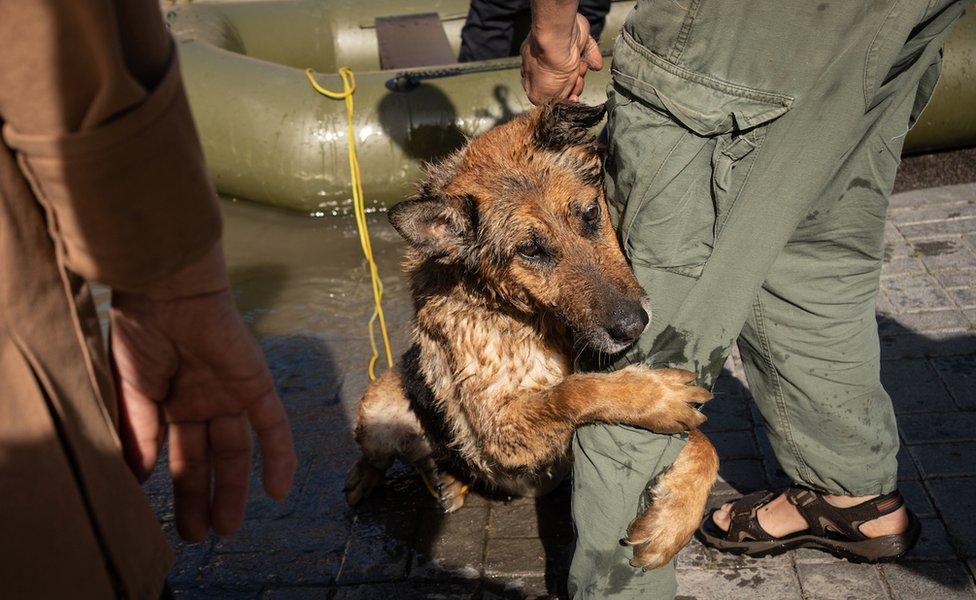 Dog clinging to a man's leg