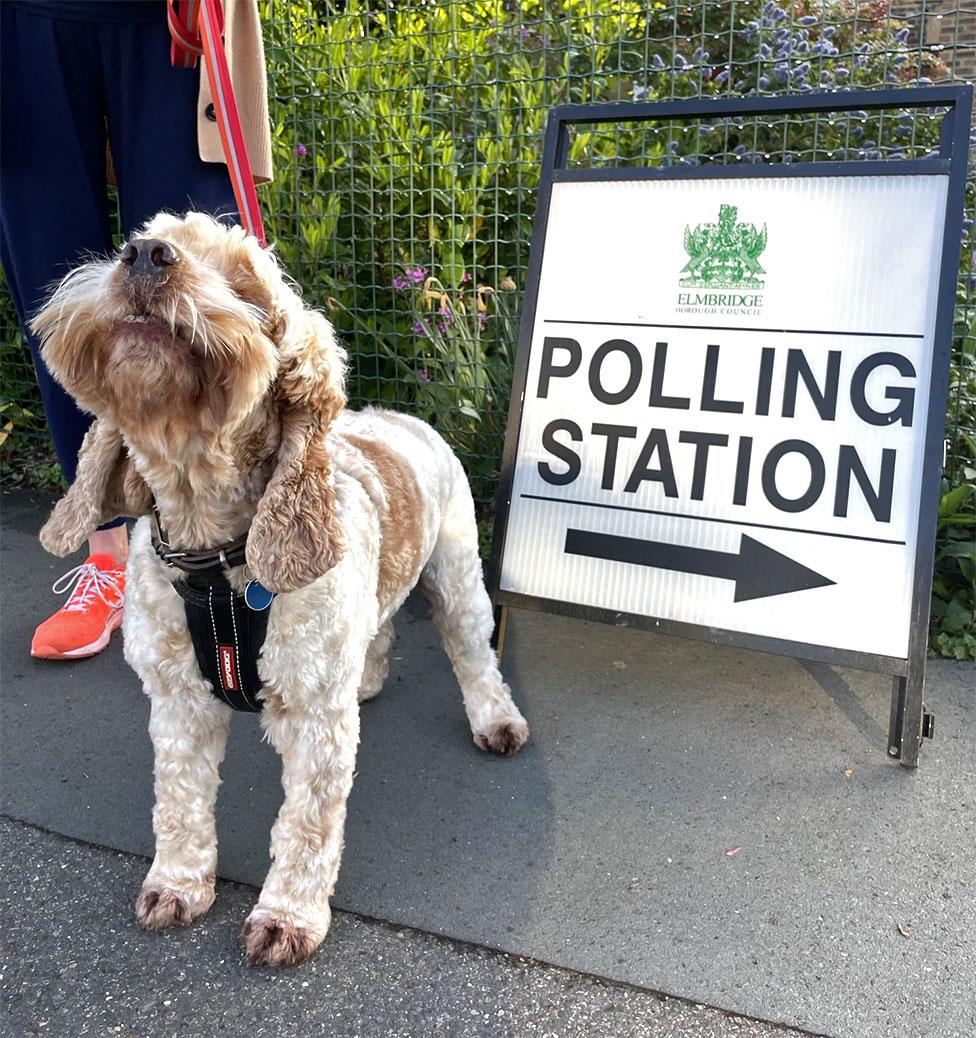 A dog poses next to a polling station sign in Elmbridge