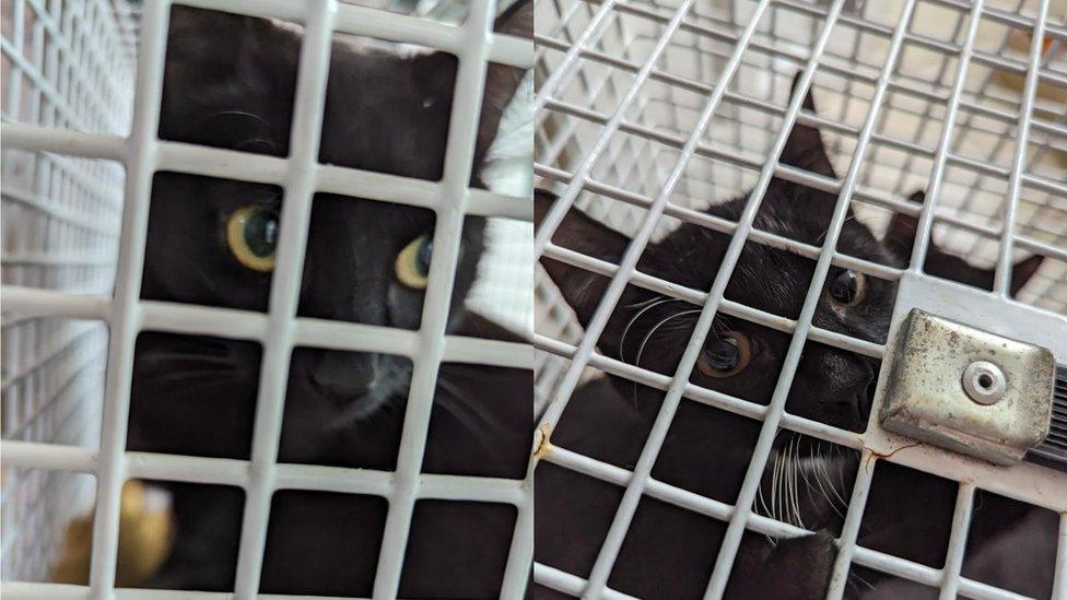 Black cats in carrier