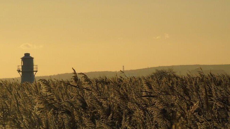 RSPB wetlands nature reserve