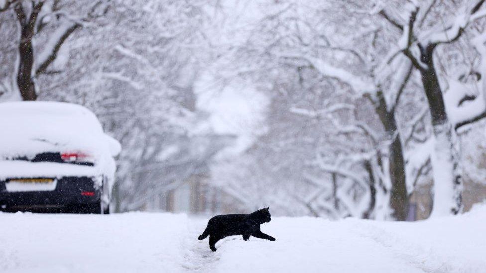 Cat in the snow