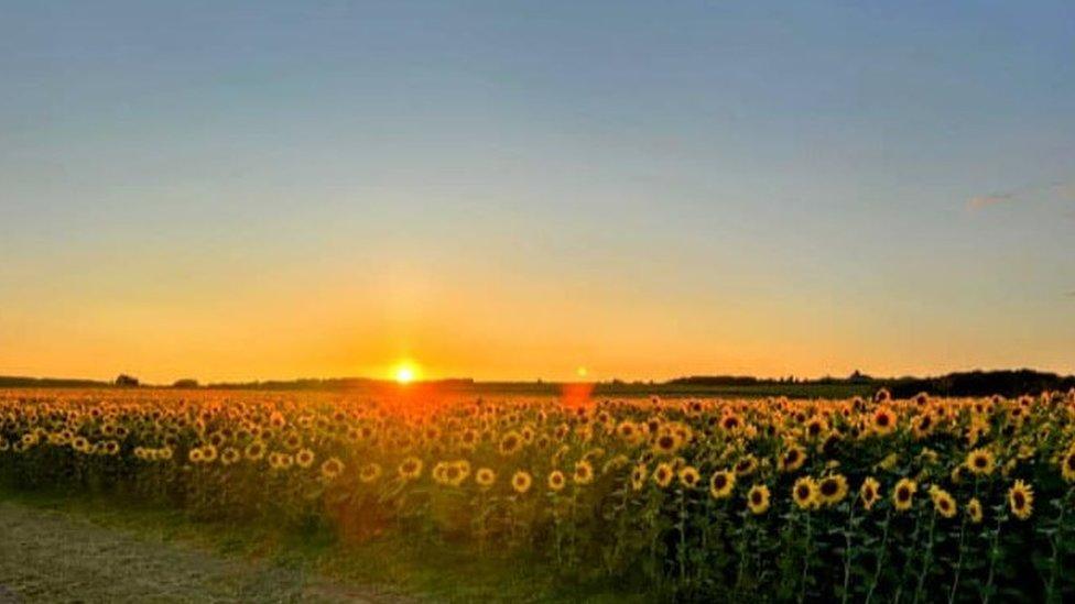 Sunflowers