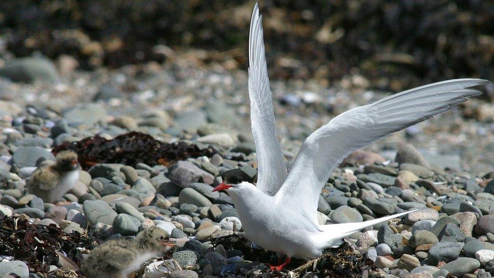 Arctic tern