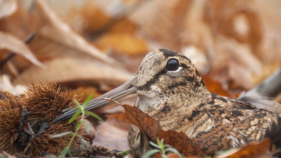 Woodcock