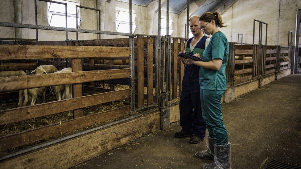 A nurse looking at sheep