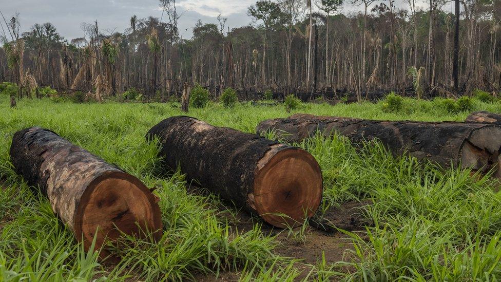 Deforestation in the Amazon rainforest