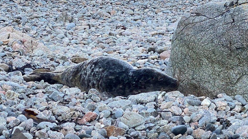 Seal pup