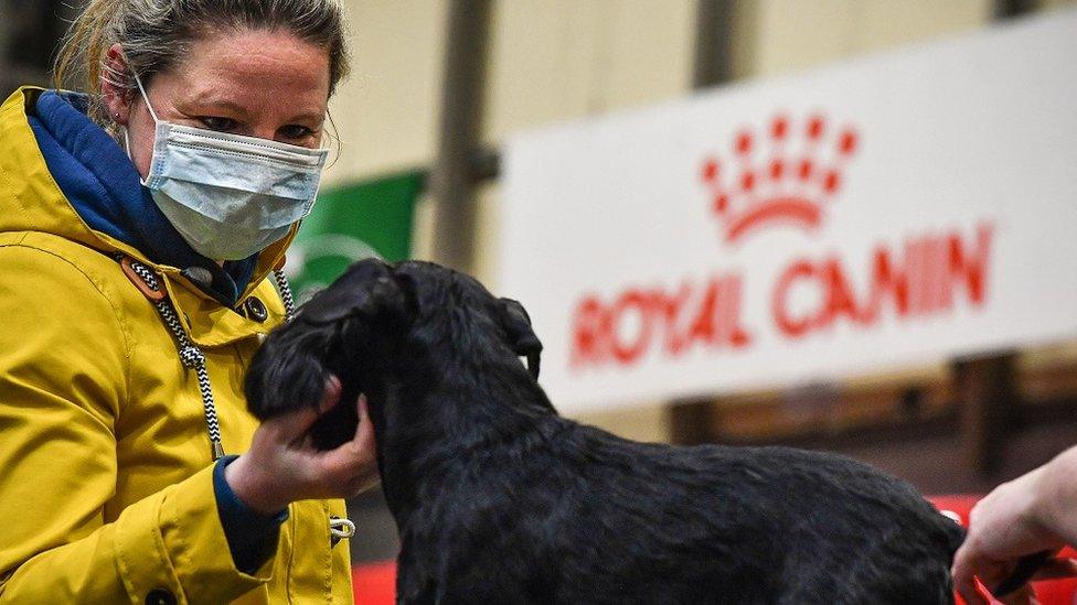 A woman wears a facemask at Crufts