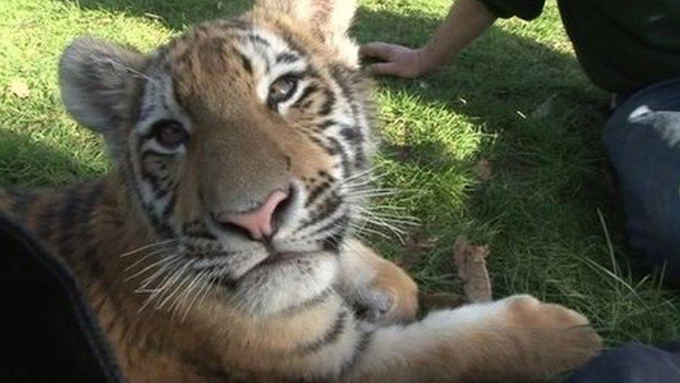 Siberian tiger cub