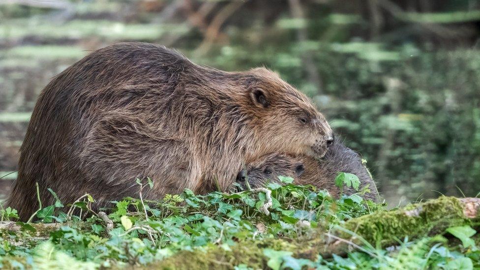 Beaver kit snuggling female beaver