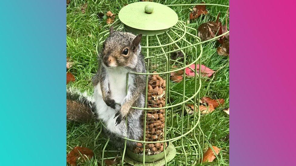 Squirrel-trapped in bird feeder