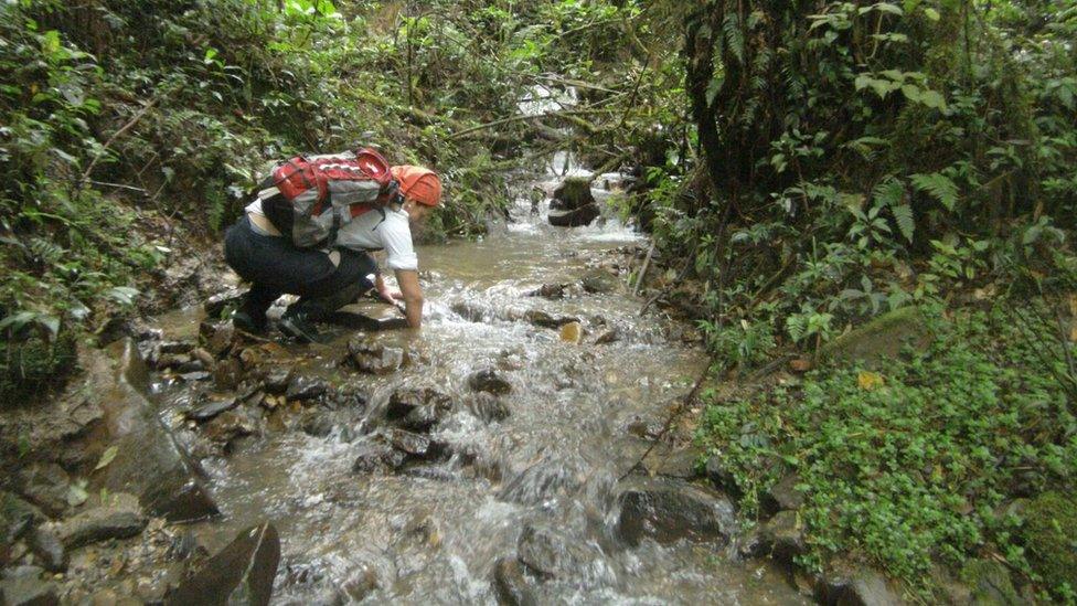 Searching the streams for frogs