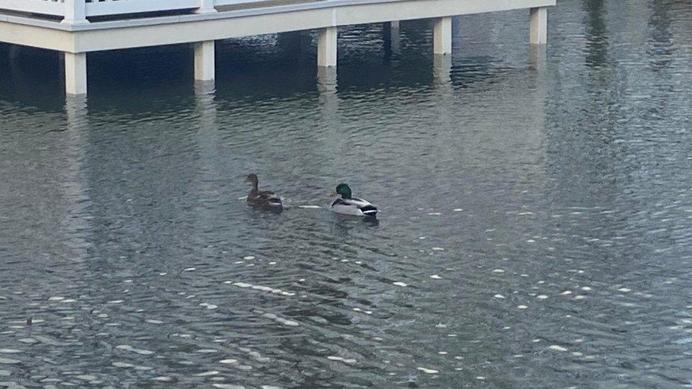 Ducks at Kiln Park