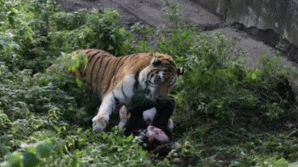 An onlooker took this photo of the tiger's sudden attack