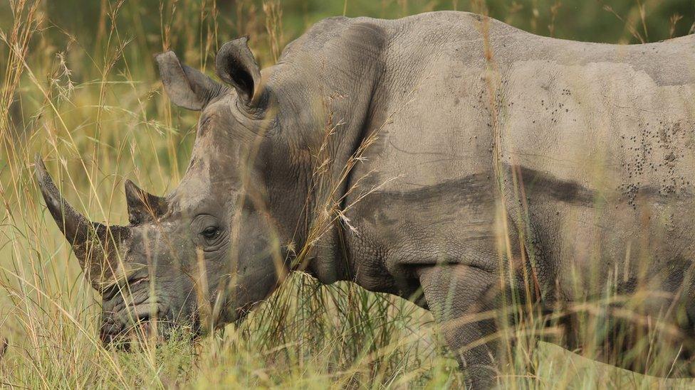 A rhino is pictured in South Africa, 6 February 2013