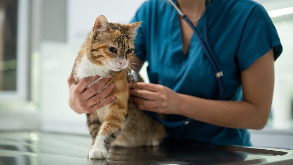 cat-being-treated-by-vet.