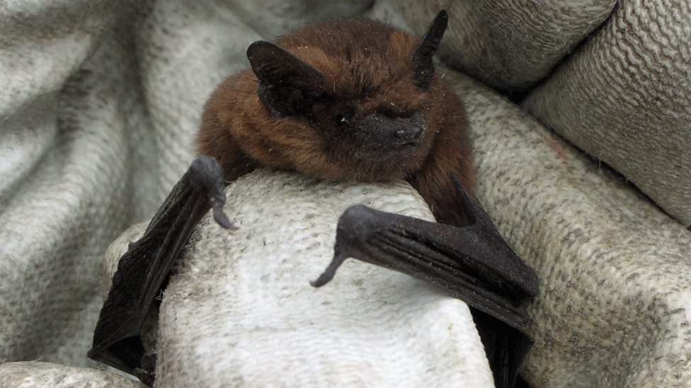 Common pipistrelle