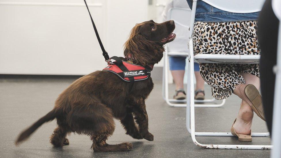 Medical Detection Dog