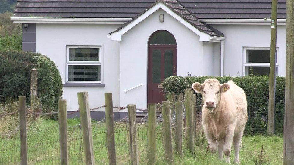 House with cow in field