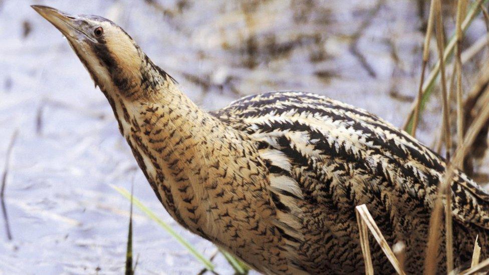 Bittern