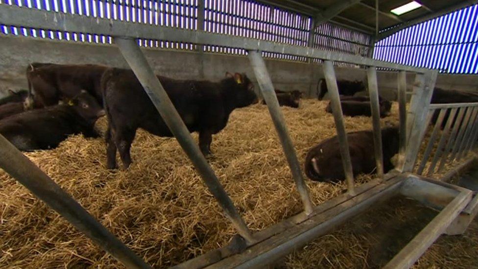 Beef cows at Goudhurst